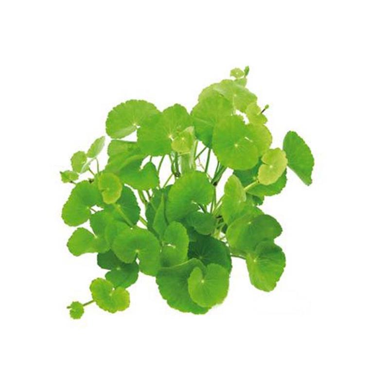 Planta acvariu Hydrocotyle leucocephala Stoffels - imagine 3